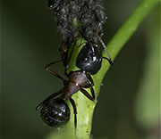 Insects
